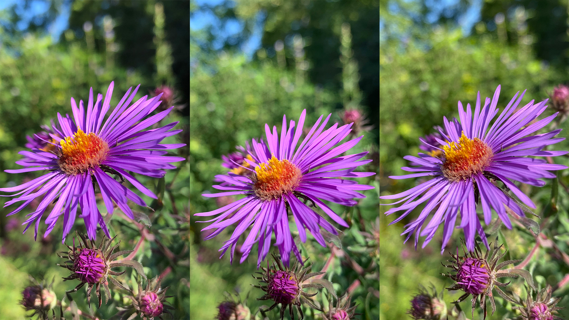 IPhone 11 Pro Camera Quality Test Vs IPhone X And IPhone XS